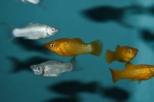 bolly fish|Molly Fish: Care, Diet, Types, and Lifespan of Mollies.
